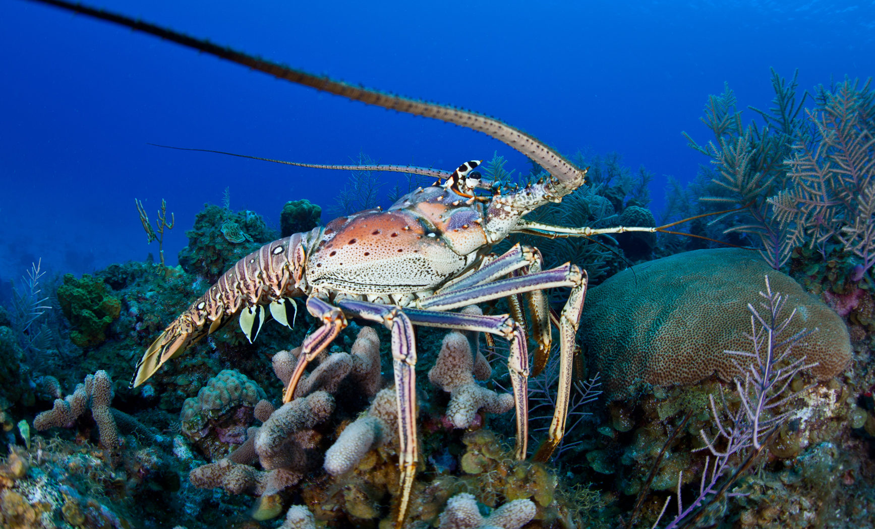 Spiny Lobsters Punta Allen Mexico