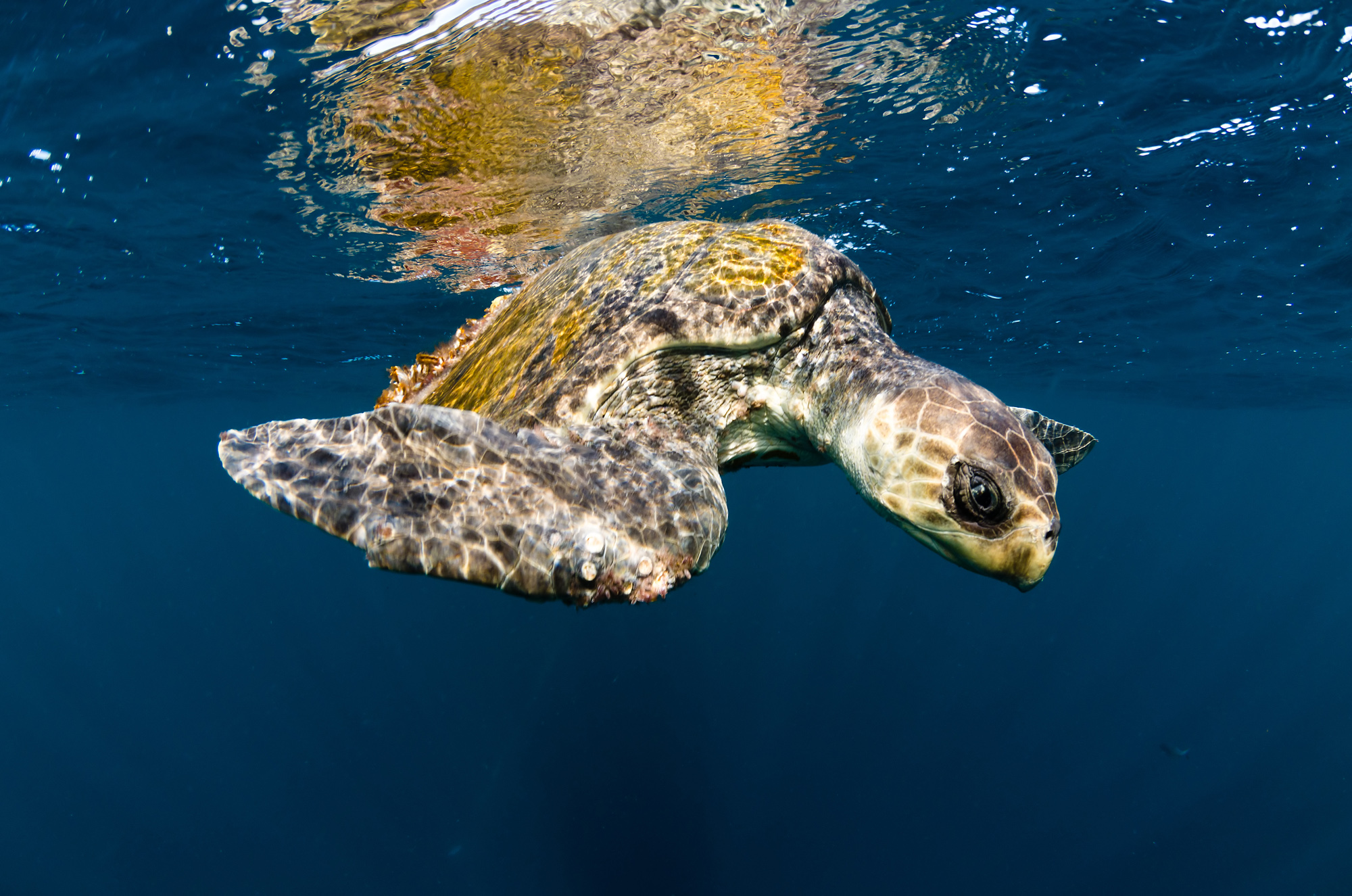 Study of Conservation, turtle - Community Conservation Research Network CCRN study site