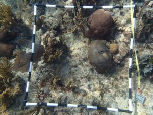 Monitoring transect of healthy brain coral and sea fans.