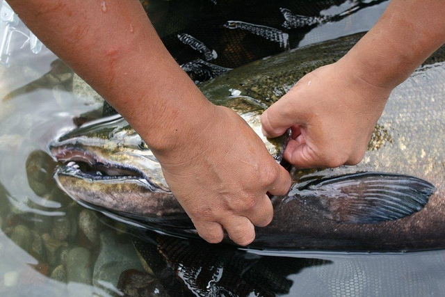 Tagging a Chinook at the Burman River