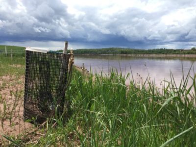 Eel trap along the banks of the Sipekne’katik River (Photo by Sadie Beaton)
