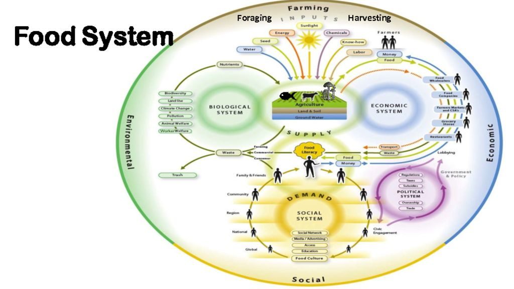 thumbnail of CCRN_Food System